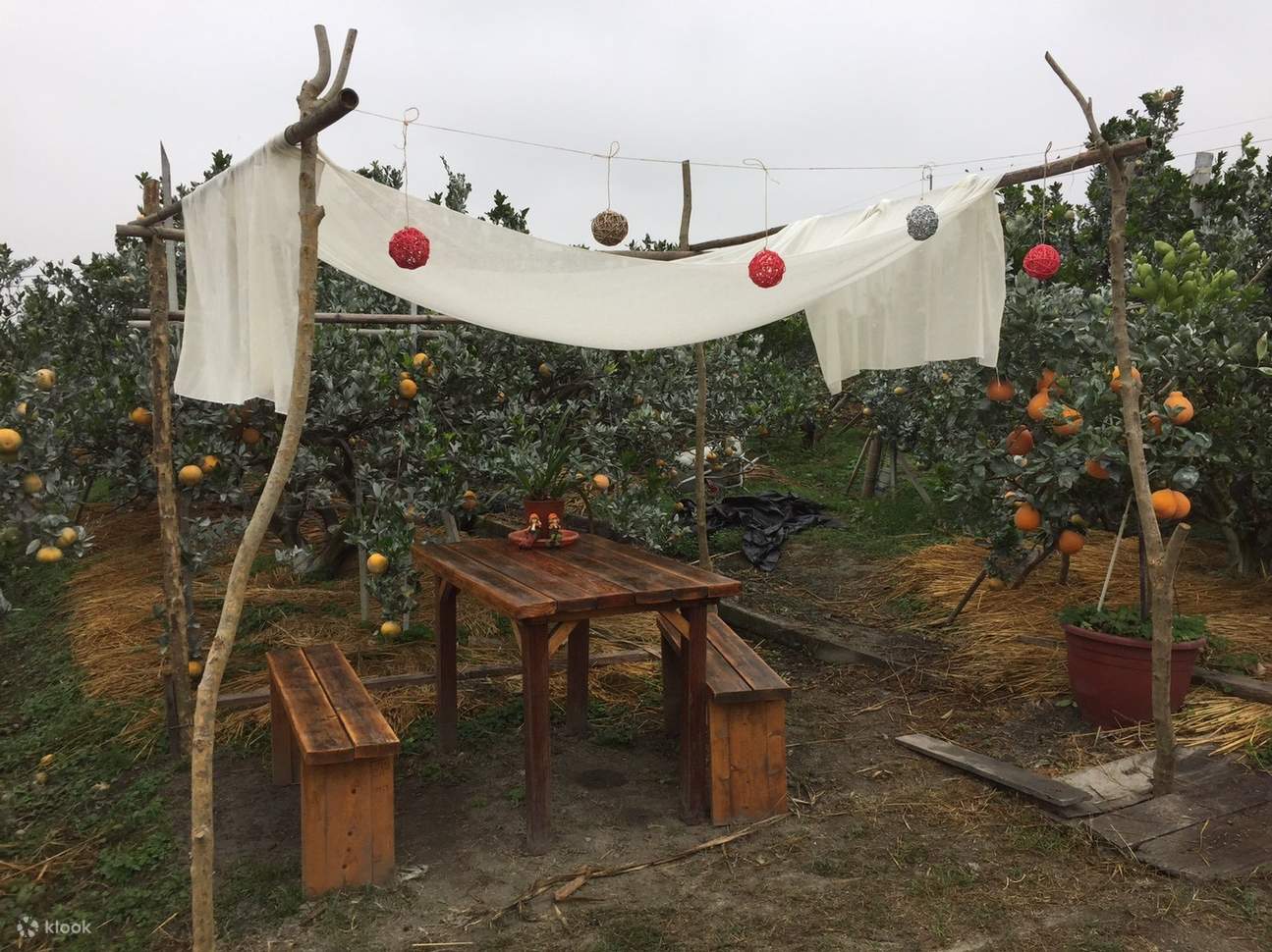 Yunlin | Experiencia de recolección de fruta de temporada en la huerta recreativa Orange Farm | Requiere reserva telefónica